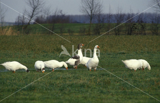 Boerengans (Anser spec.)