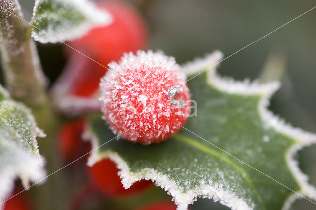 Bonte Hulst (Ilex aquifolium ´Argentea Marginata´)