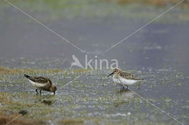 Bonte Strandloper (Calidris alpina)