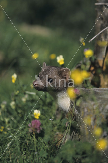 Pine Marten (Martes martes)