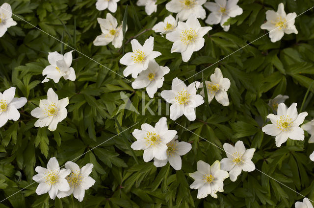 Bosanemoon (Anemone nemorosa)