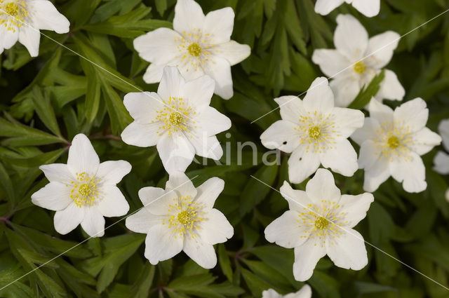 Bosanemoon (Anemone nemorosa)