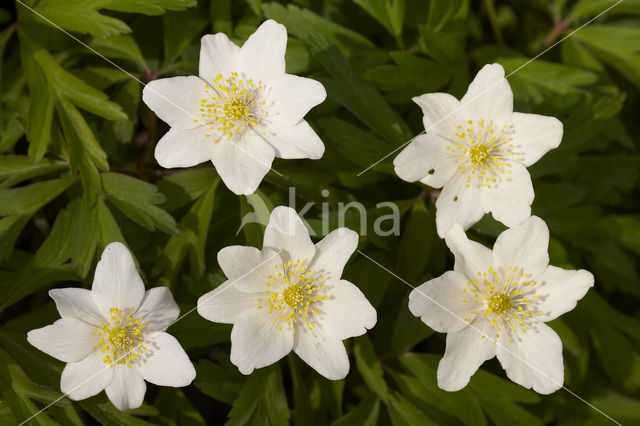 Bosanemoon (Anemone nemorosa)