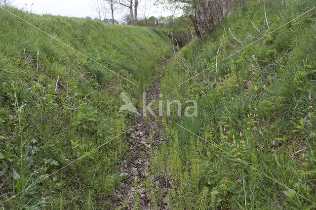 Bospaardenstaart (Equisetum sylvaticum)