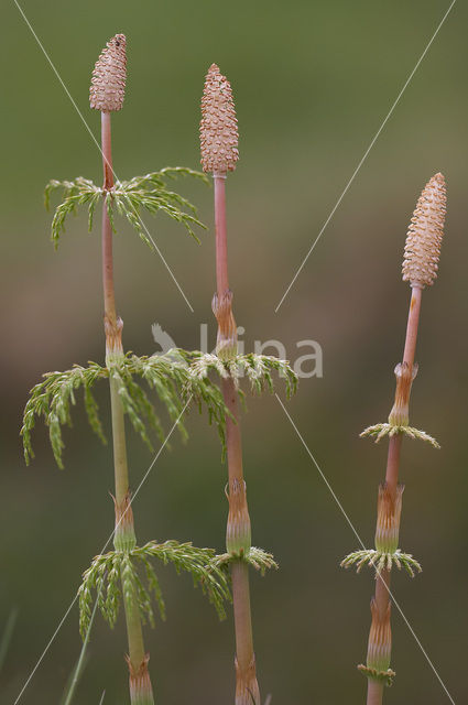 Bospaardenstaart (Equisetum sylvaticum)