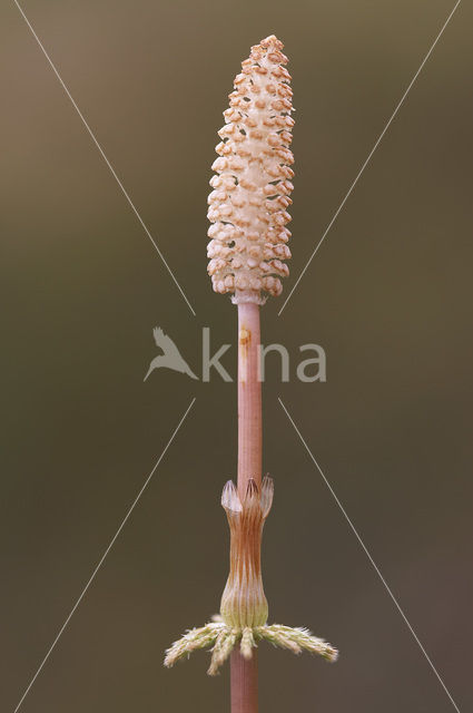 Bospaardenstaart (Equisetum sylvaticum)