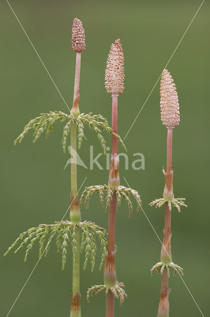 Bospaardenstaart (Equisetum sylvaticum)