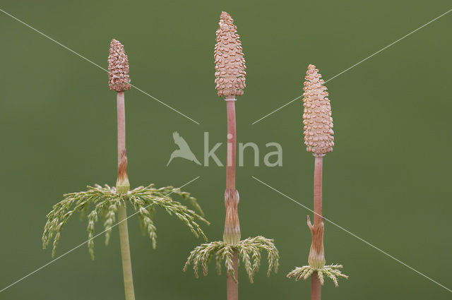 Bospaardenstaart (Equisetum sylvaticum)