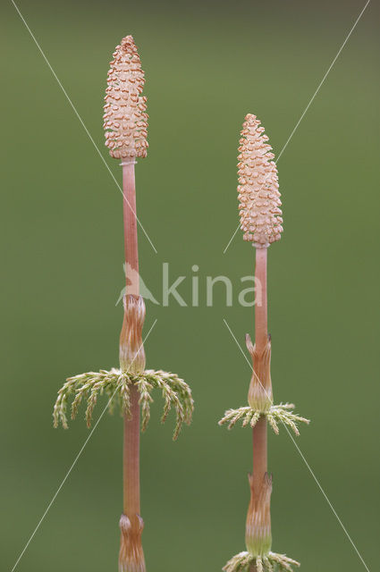 Bospaardenstaart (Equisetum sylvaticum)