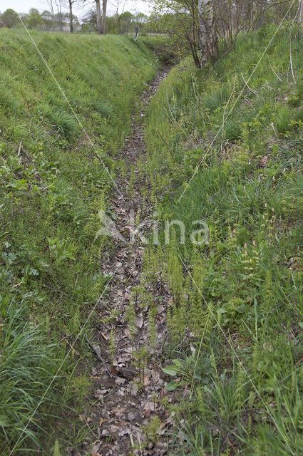 Bospaardenstaart (Equisetum sylvaticum)