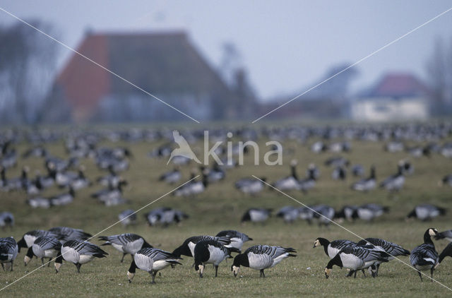 Brandgans (Branta leucopsis)