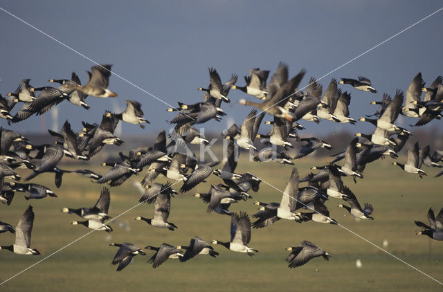 Brandgans (Branta leucopsis)