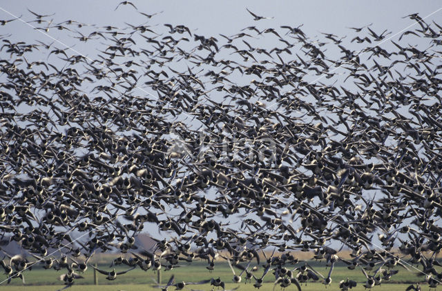 Brandgans (Branta leucopsis)