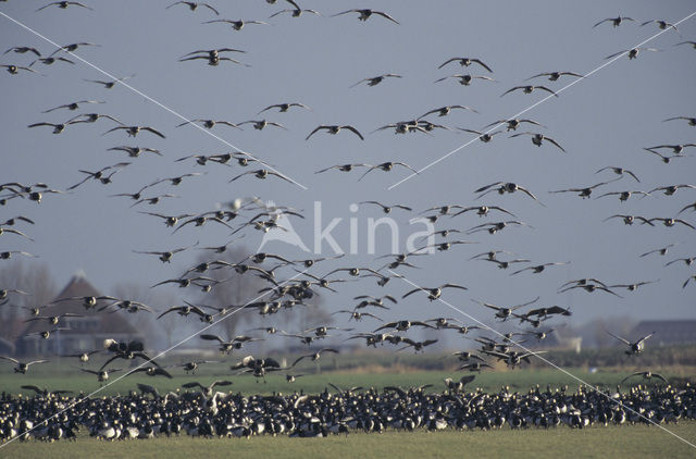 Brandgans (Branta leucopsis)