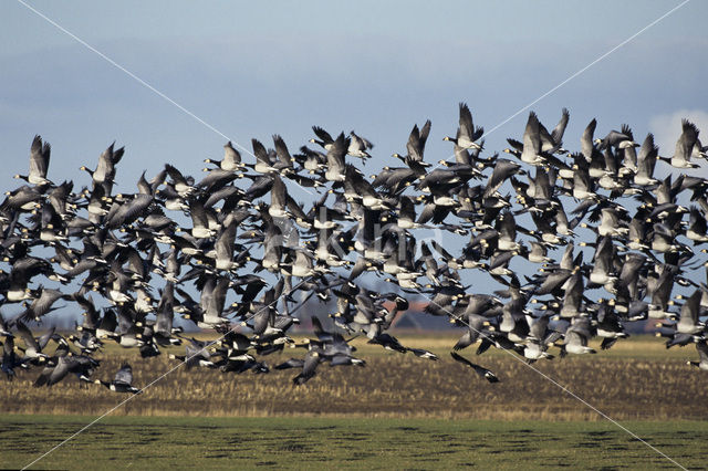 Brandgans (Branta leucopsis)