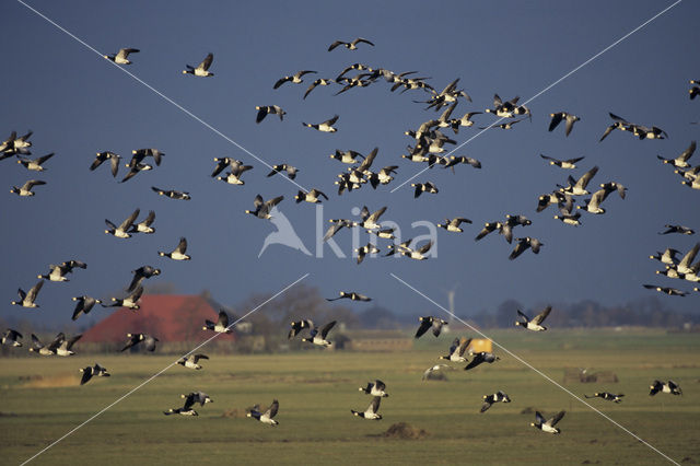 Brandgans (Branta leucopsis)