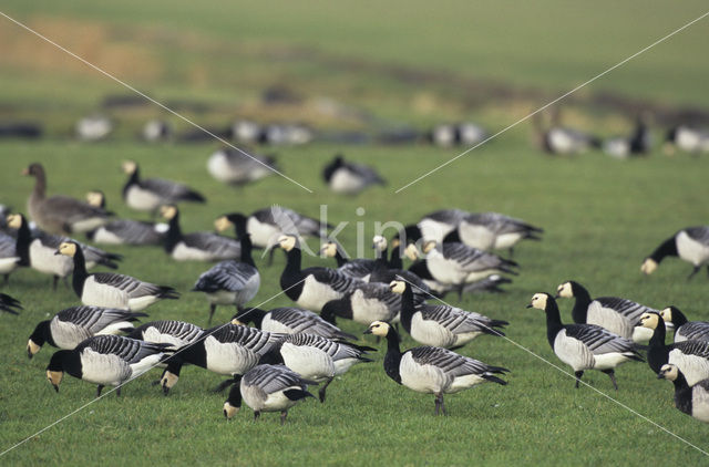 Barnacle Goose (Branta leucopsis)