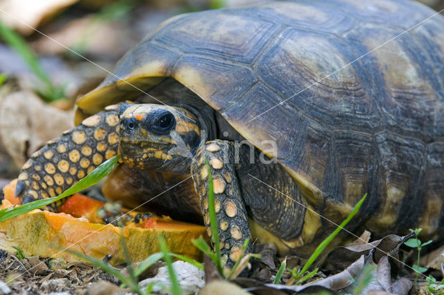 Bronzen helmschildpad (Geochelone denticulata)