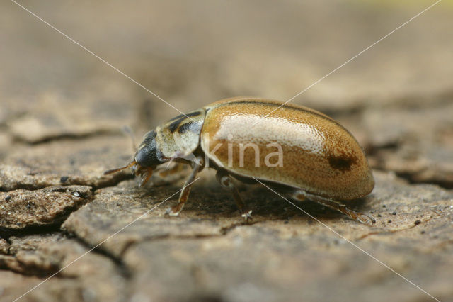 Bruin lieveheersbeestje (Aphidecta obliterata)