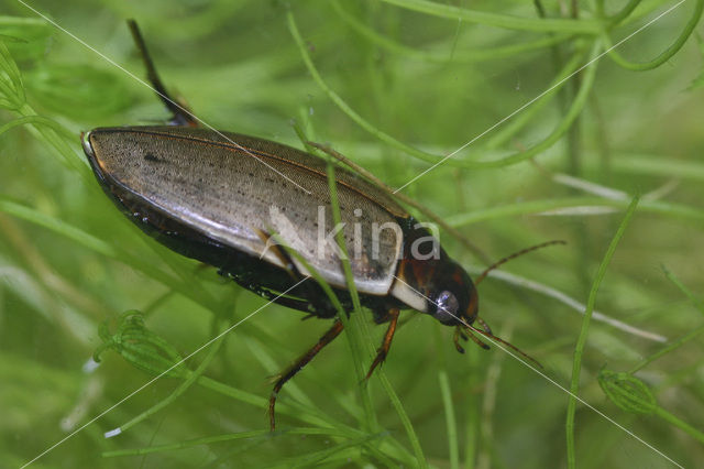 Bruine duiker (Colymbetes fuscus)