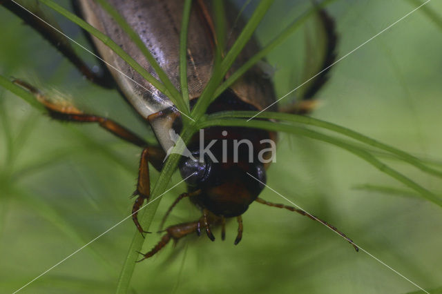 Bruine duiker (Colymbetes fuscus)