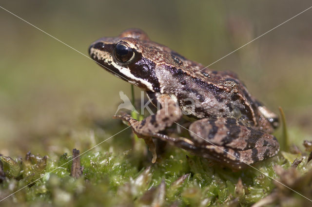 Bruine kikker (Rana temporaria)