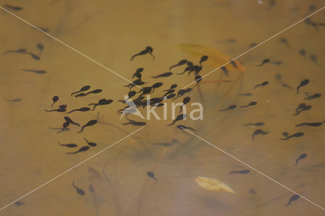 Bruine kikker (Rana temporaria)