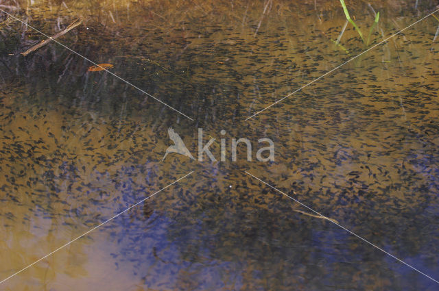 Bruine kikker (Rana temporaria)