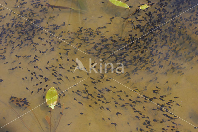 Bruine kikker (Rana temporaria)