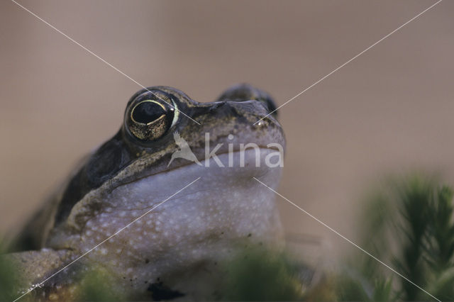 Bruine kikker (Rana temporaria)