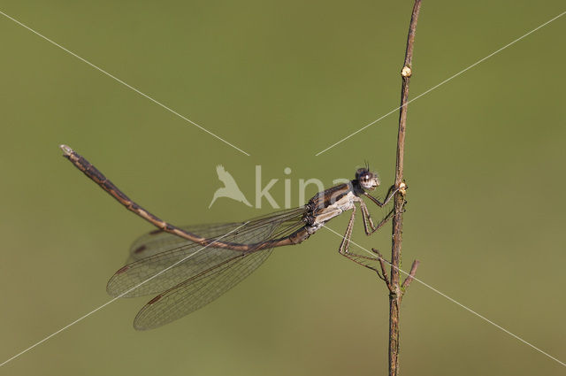 Bruine winterjuffer (Sympecma fusca)