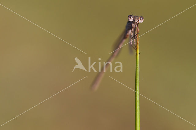 Bruine winterjuffer (Sympecma fusca)