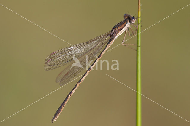 Bruine winterjuffer (Sympecma fusca)