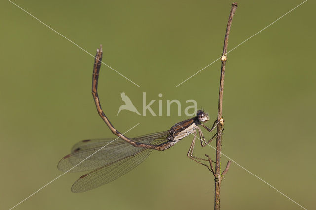 Bruine winterjuffer (Sympecma fusca)