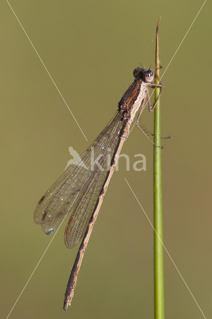 Bruine winterjuffer (Sympecma fusca)