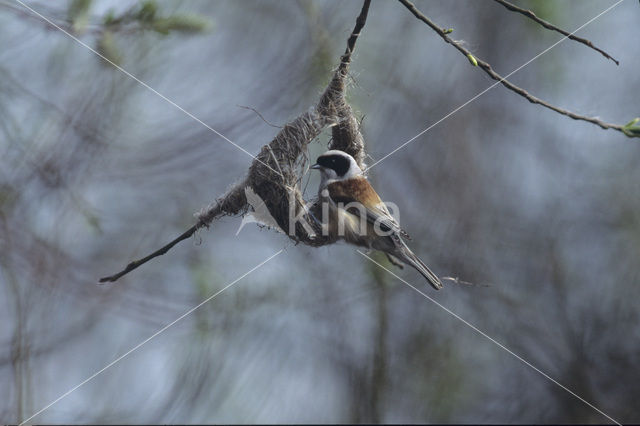 Eurasian Penduline-Tit (Remiz pendulinus)