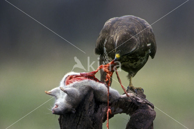 Buizerd (Buteo buteo)