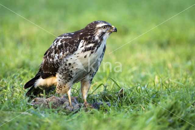 Buizerd (Buteo buteo)