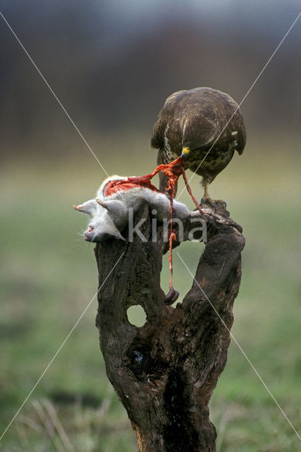 Buizerd (Buteo buteo)