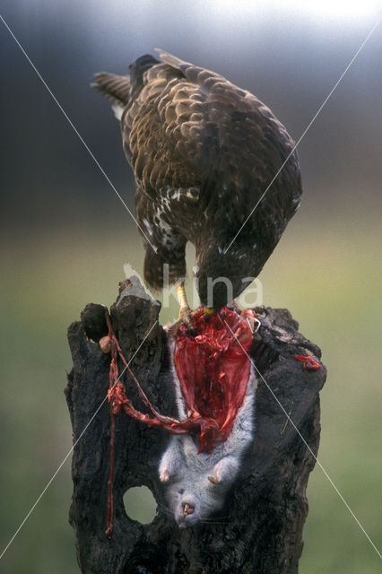 Buizerd (Buteo buteo)