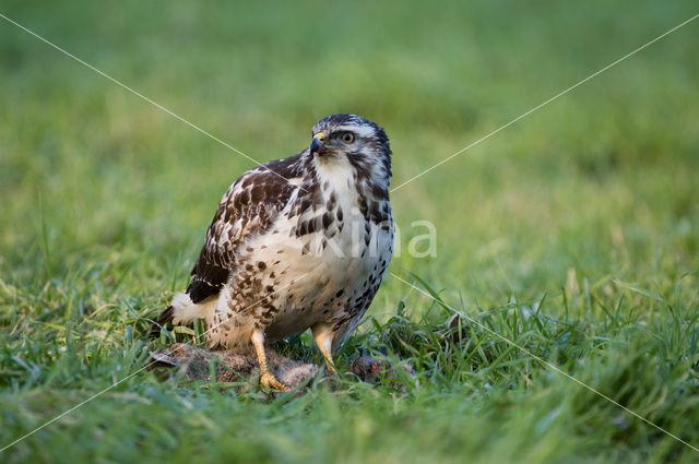 Buizerd (Buteo buteo)