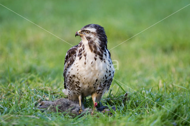 Buizerd (Buteo buteo)