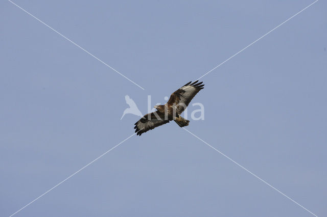 Common Buzzard (Buteo buteo)