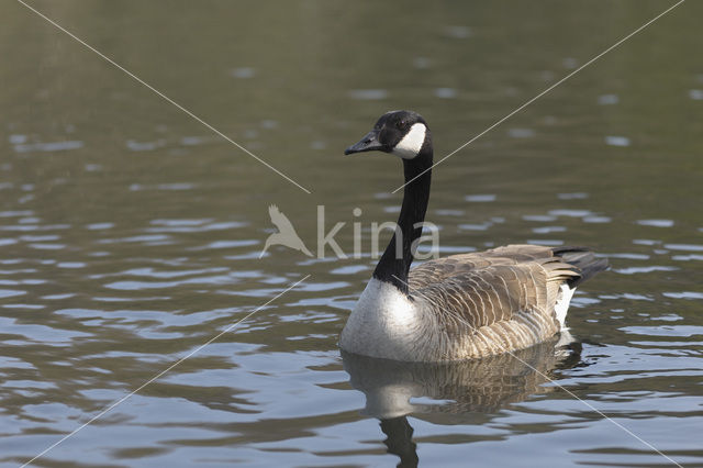 Canadese Gans (Branta canadensis)