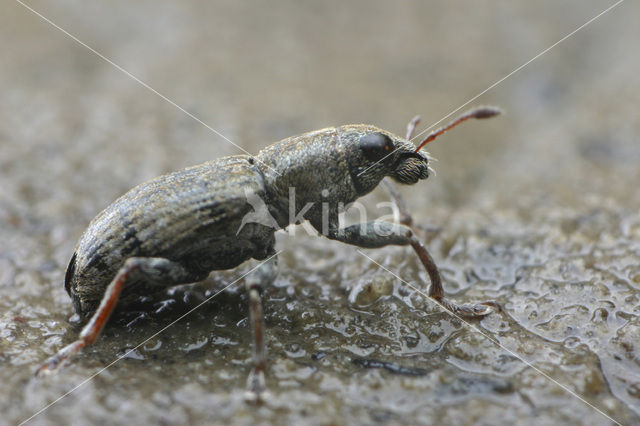 Clover root weevil (Sitona lepidus)