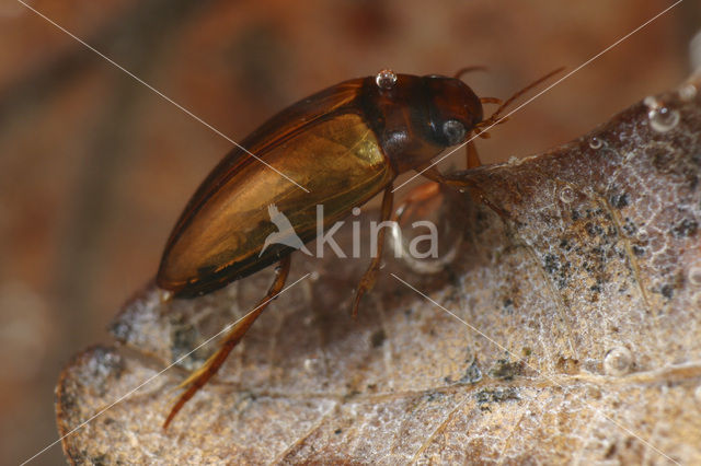 Copelatus haemorrhoidalis