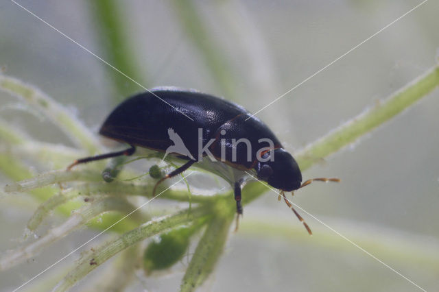 Cymbiodyta marginella