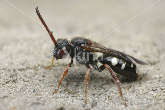 Donkere dubbeltand (Nomada obscura)