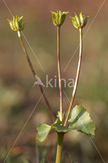 Dotterbloem (Caltha palustris)