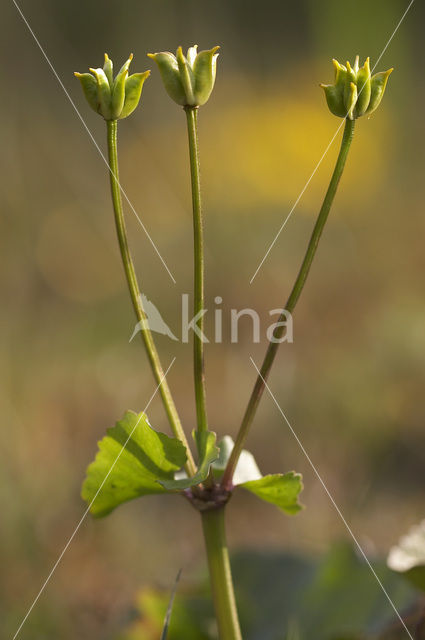 Dotterbloem (Caltha palustris)